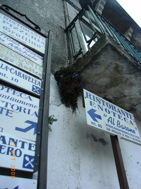 Campanula garganica / Campanula del Gargano